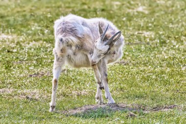 Bahar çimlerinde genç keçi Yaklaş.