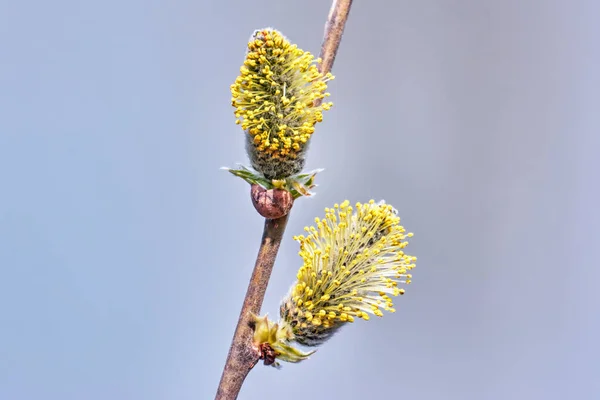 春に青い空に対してふわふわの芽を持つ柳の枝 — ストック写真