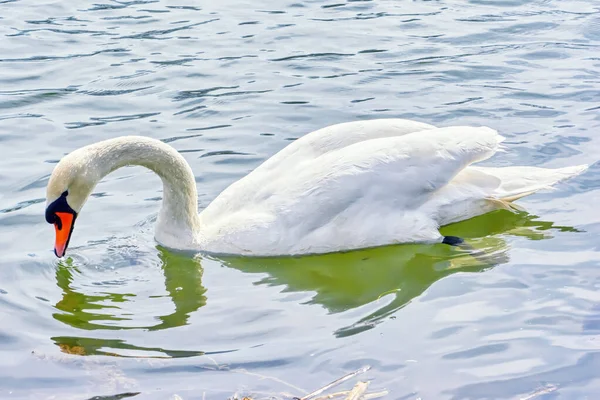 Vit Stum Svan Vattnet Närbild — Stockfoto