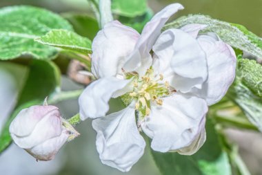Beyaz elma çiçeği. Yaklaş..