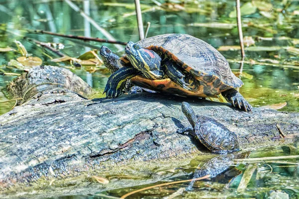Three turtles on a fallen tree bask in the sun close up.