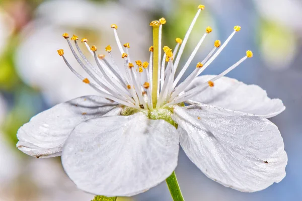 Fiore Ciliegio Bianco Vicino — Foto Stock