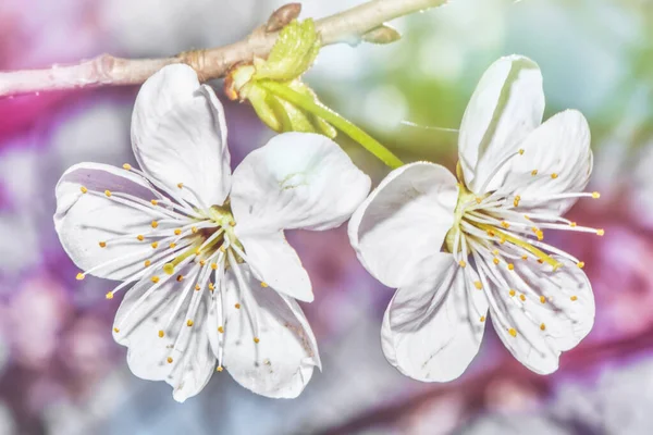 Two Cherry Blossom Flowers Close — Stock Photo, Image