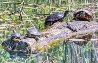 Devrilen bir ağaçta yedi kaplumbağa güneşin altında güneşleniyor..
