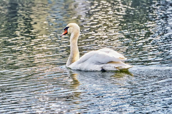 White Swan Pond Close — Stock Photo, Image