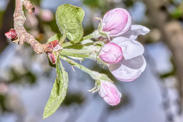 Ramo Con Fiore Melo Vicino — Foto Stock