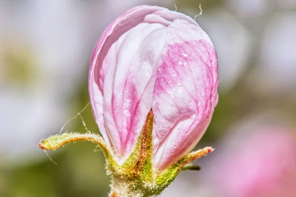 Ροζ Άνθος Μήλου Κοντά — Φωτογραφία Αρχείου