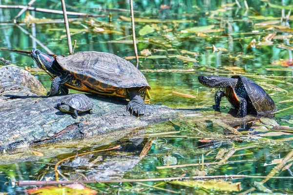 Three turtles on a fallen tree bask in the sun close up.