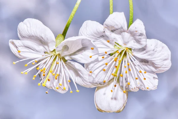 White Cherry Blossom Flower Close — Stock Photo, Image