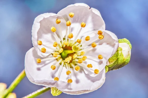 Bílá Třešeň Květ Zblízka — Stock fotografie