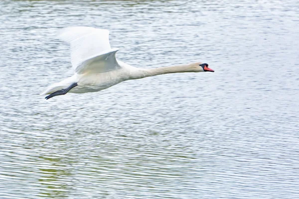 Белый Лебедь Летит Над Прудом — стоковое фото