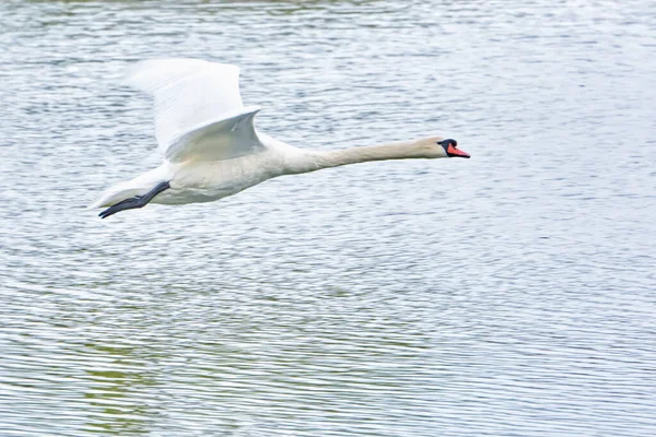 Vit Svan Flygning Över Dammen — Stockfoto