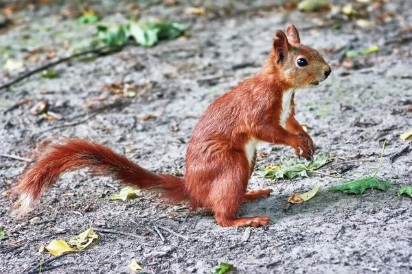 Scoiattolo Rosso Nel Parco Vicino Coni Vicino — Foto Stock