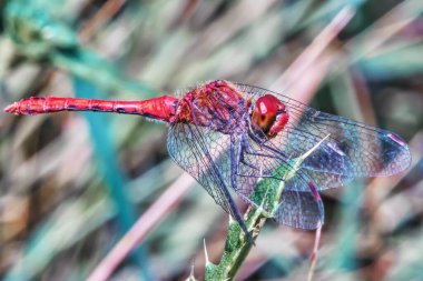Yaprağın üzerinde kırmızı yusufçuk.
