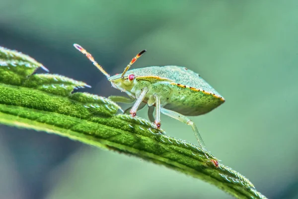 딱정벌레가 가까이 — 스톡 사진