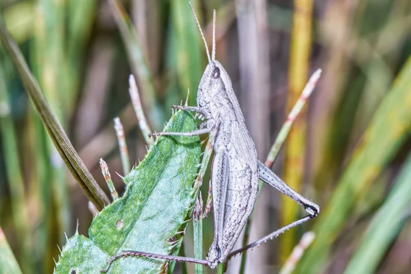 Grasshopper Albino Una Brizna Hierba Cerca —  Fotos de Stock