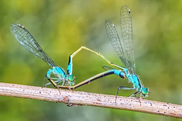 Due Libellule Steli Erba Vicino — Foto Stock