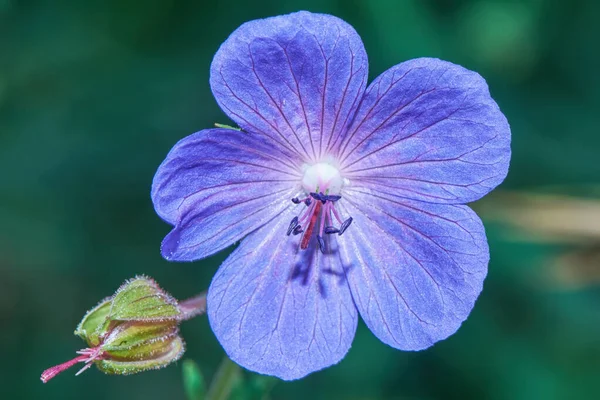 Macrophoto Kleine Blaue Blume Nahaufnahme — Stockfoto