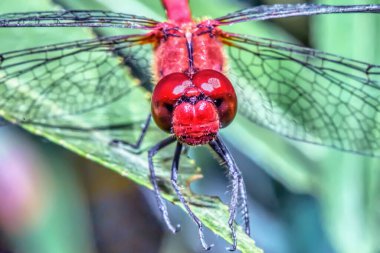 Kızıl bir yusufçuğun kafası. Yaklaş..