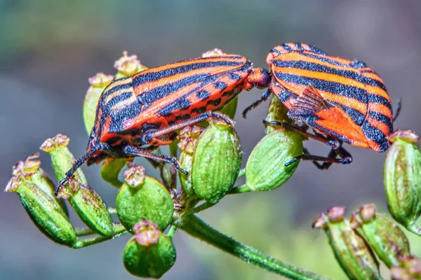 Dois Besouros Pretos Vermelhos Uma Folha Grama Closeup — Fotografia de Stock