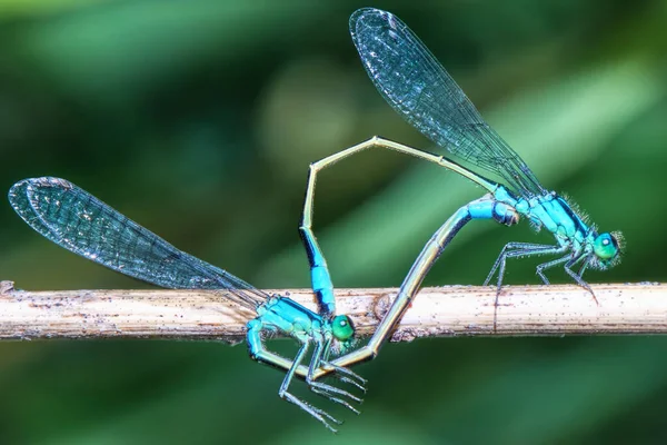 草茎上的两只蜻蜓紧紧地粘在一起 — 图库照片