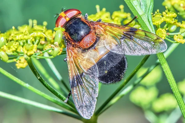 Volar Una Planta Cerca —  Fotos de Stock