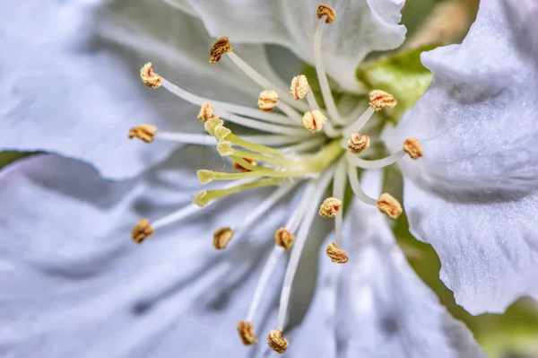 Detailní Záběr Tyčinky Jablečný Květ — Stock fotografie