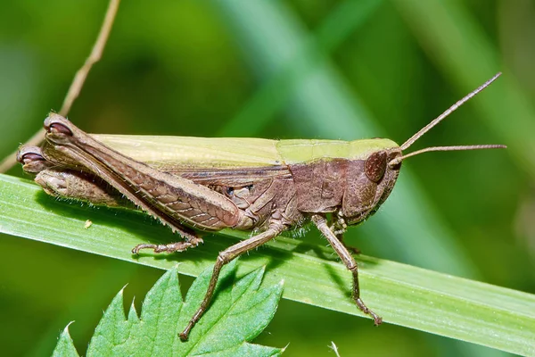 Grasshopper Blade Grass Close — Stock Photo, Image