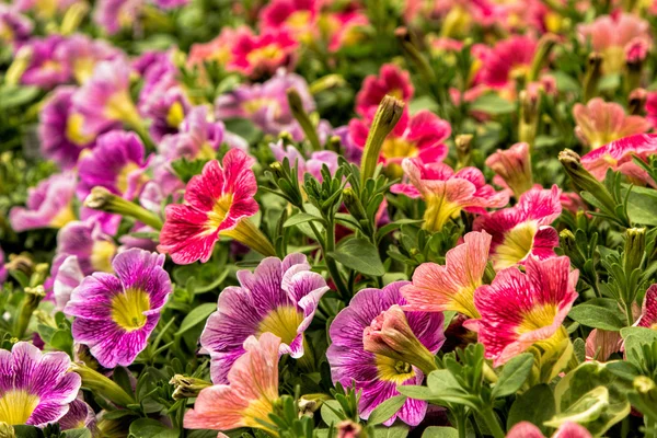 Renkli bahar hanım evlatları