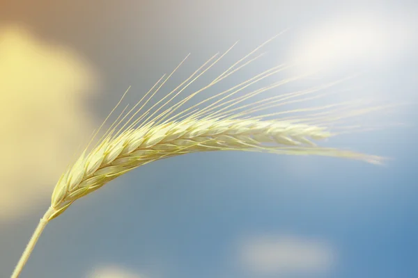 Unripe Wheat on blue sky — Stock Photo, Image