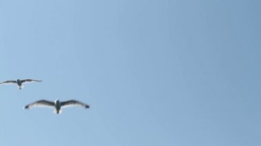 denizin uçan martıları