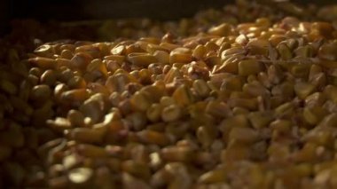 Mısır - yakın çekim Hd ayak 1080 p husking