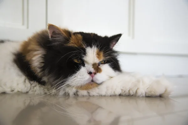 Perserkatze liegt vor — Stockfoto