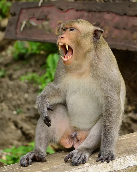 Animal, mono enojado — Foto de Stock