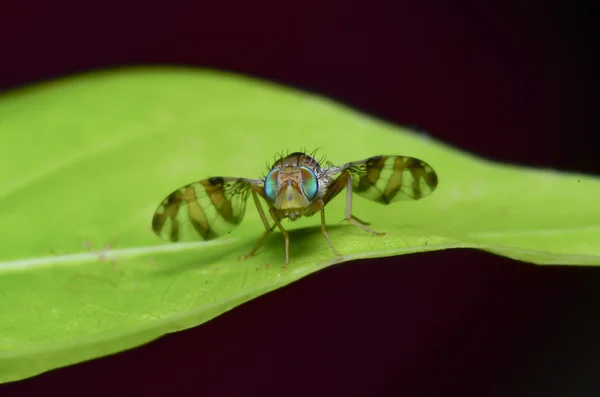 Flower flies Fundo abstrato — Fotografia de Stock