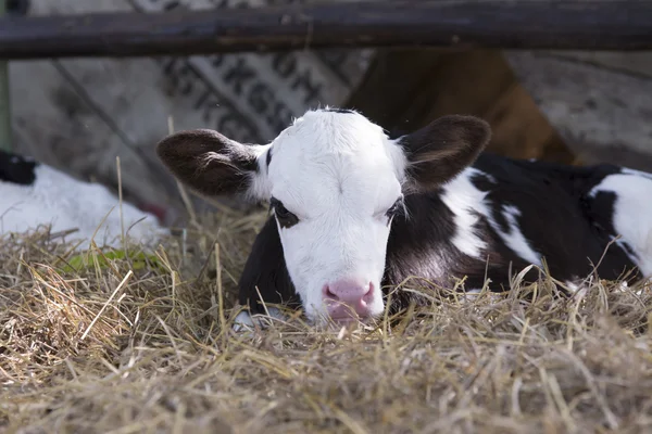  Hayvan, sığır arka plan
