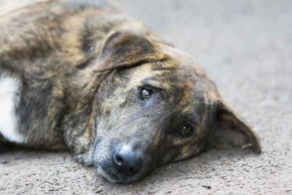 Dog sleeping on the street