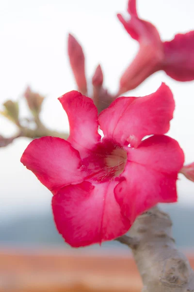 Цветок импалы — стоковое фото