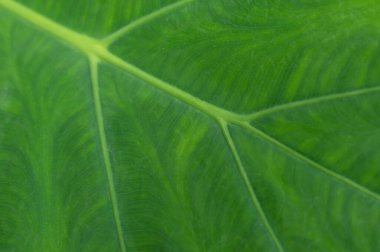 Yeşil tropikal arkaplan özeti