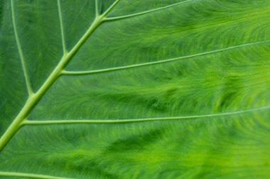 Yeşil tropikal arkaplan özeti