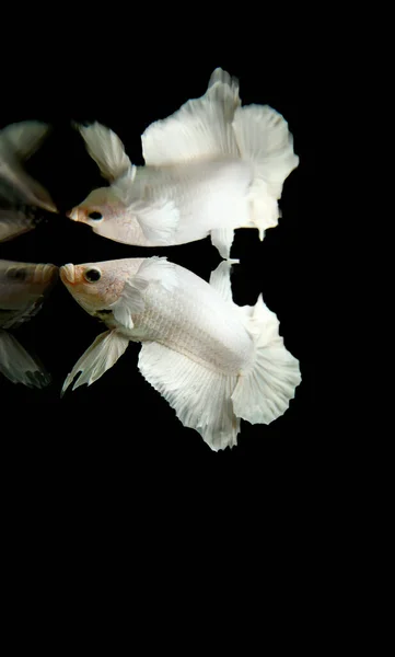 Thai White Yellow Fighting Fish Has Reflection Fish — Stock Photo, Image