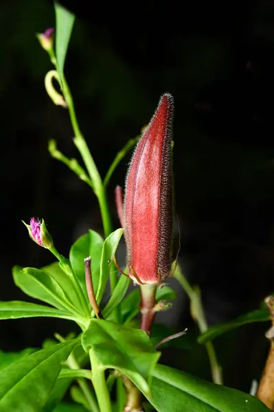 Red Okra Black Background Nature — Stock Photo, Image