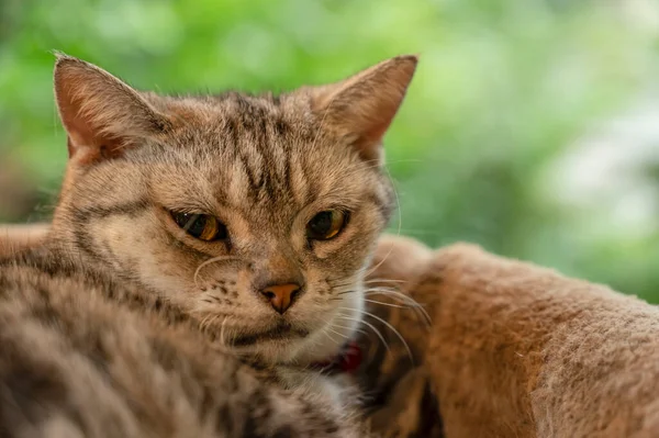 Leuke Bongol Kat Liggend Het Bed Slapen — Stockfoto