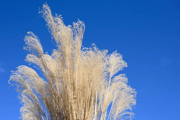 Blomma Gräs Med Blå Himmel Naturlig Bakgrund — Stockfoto