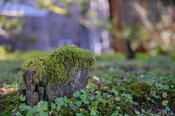 Musgo Sobre Piedra Árboles Verdes Sobre Fondo Natural — Foto de Stock