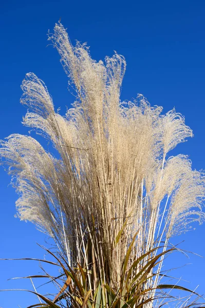 Blomma Gräs Med Blå Himmel Naturlig Bakgrund — Stockfoto