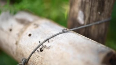 Bulanık dallarda hareket eden bir grup karınca.