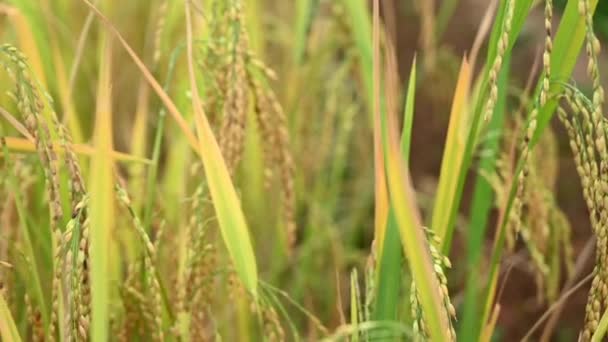 背景为糊状色调的水稻植物模糊运动 — 图库视频影像