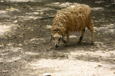 Yerde beslenen kahverengi bir koyun.