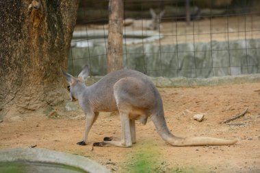 Tayland hayvanat bahçesinde kahverengi bir kangurunun hayatı